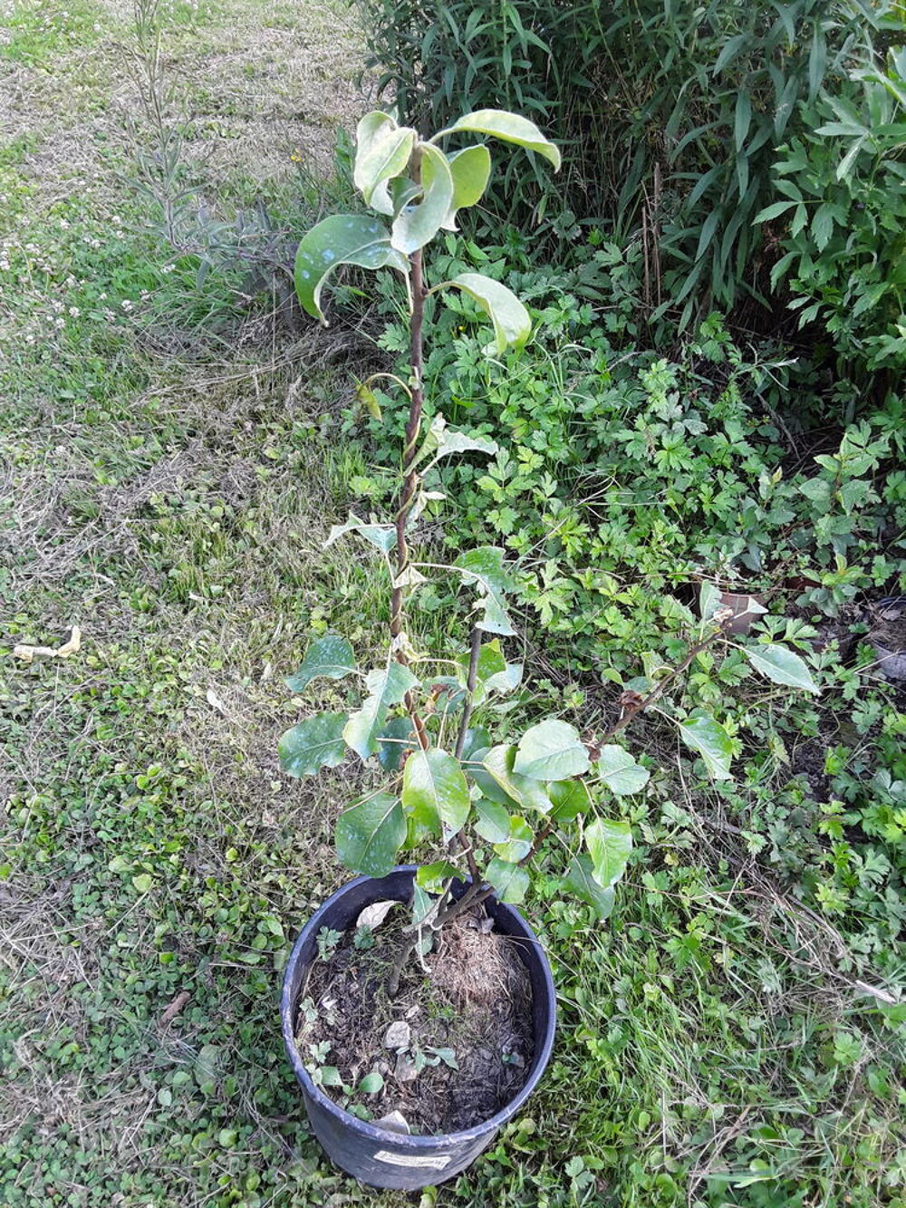 Pommier poirier Jardin