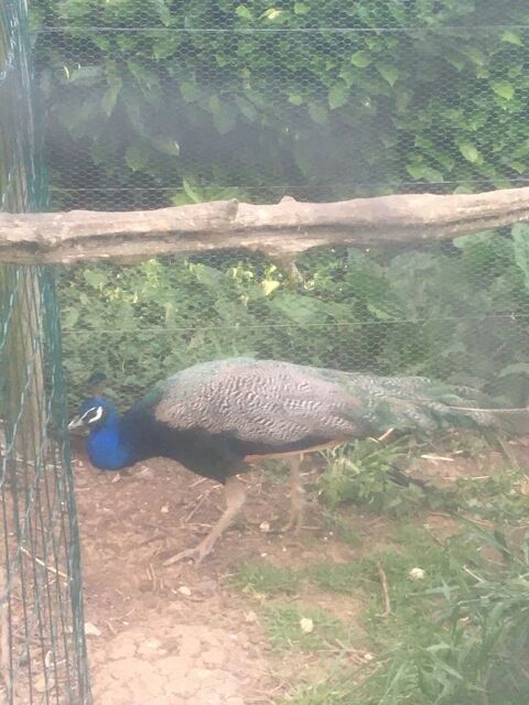 Paon bleu 100 71240 Sennecey-le-grand