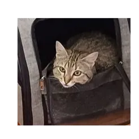   ISO FEMELLE TIGREE 2 ANS 1/2 