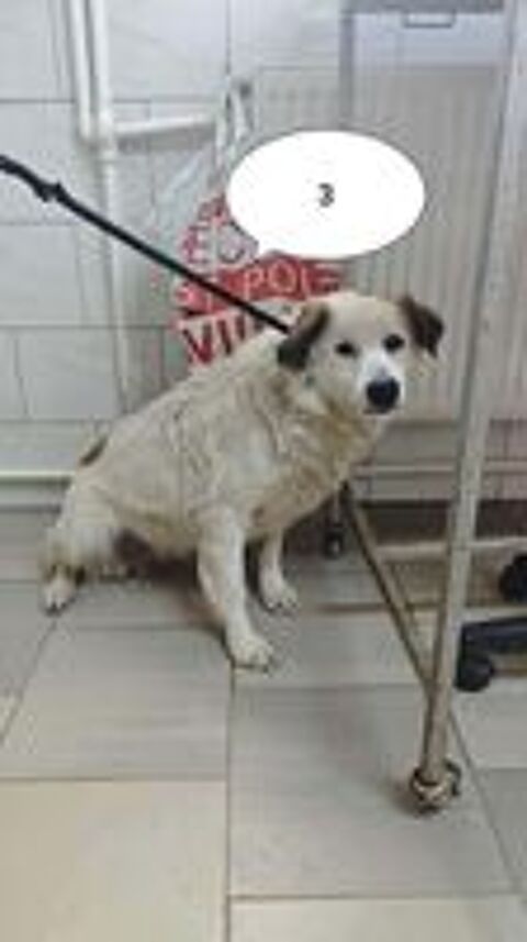   Mandragore � l'adoption 