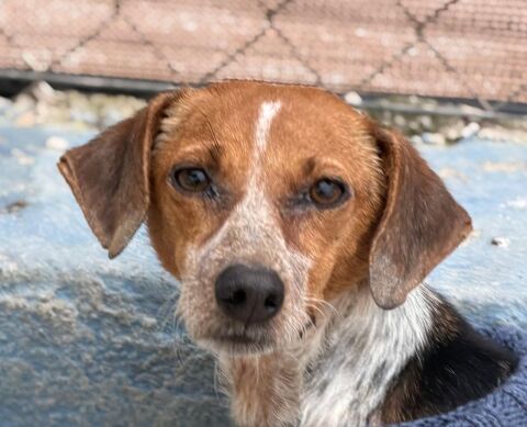 ALISON 320 27620 Gasny