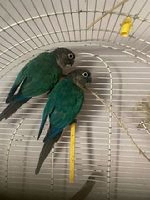   Couple conure non sexé  