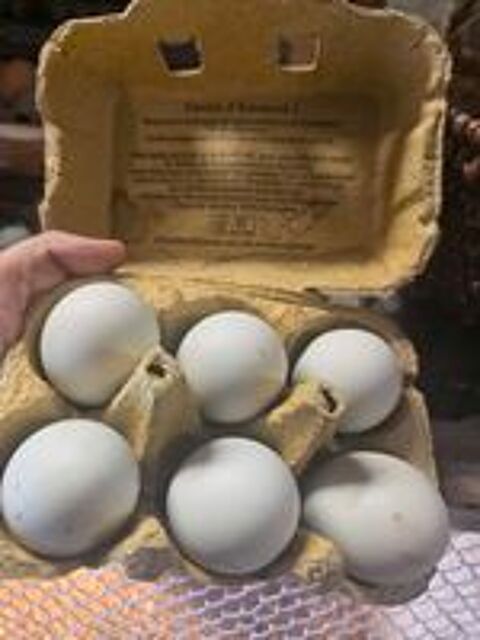  oeufs fecondés de araucana 