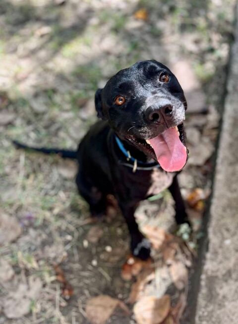 Victor, m&acirc;le X berger, n&eacute; le 10/10/2024 380 41000 Blois