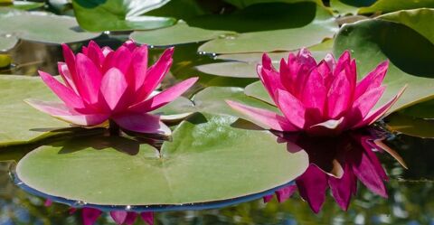 Lotus aquatiques 5 Agde (34)