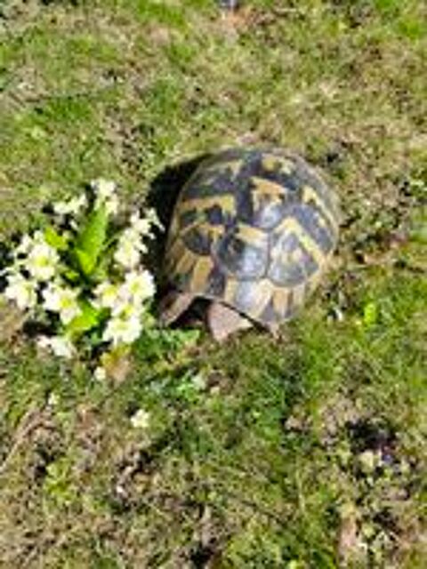   Tortues Graeca Ibera et Marginata Juveniles et adultes.
