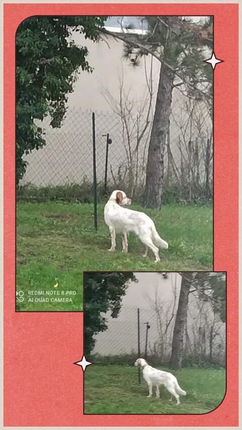 Chien SAM à l adoption 210 26450 Puy-saint-martin