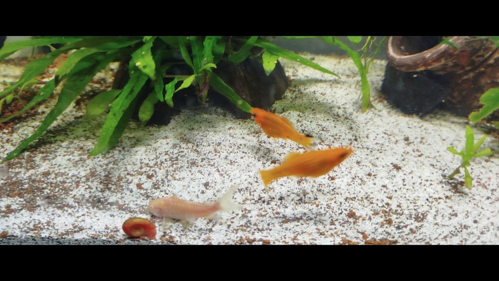   Poisson  