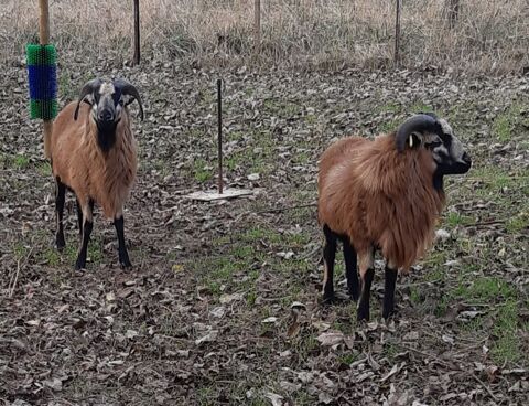 MOUTON DU CAMEROUN 120 60112 Bonni�res