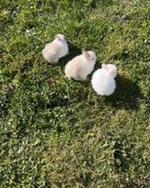   Magnifique lapin extra nain 
Mle et femelle 
