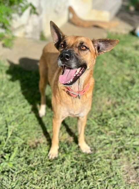 Oona, femelle crois&eacute;e chien de berger belge, n&eacute;e le 01/07/2024 380 50000 Baudre