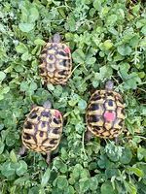  Cède Testudo Boettgeri  