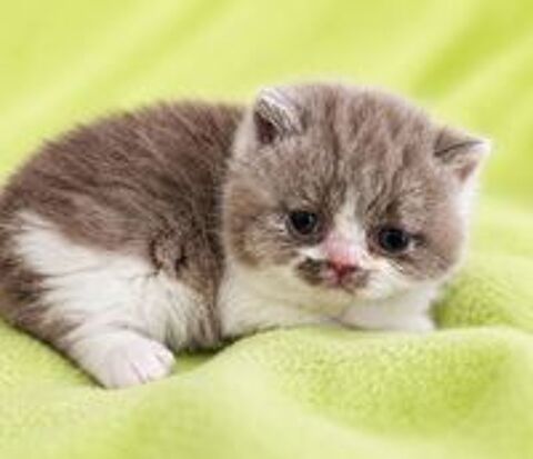   British Shorthair 
