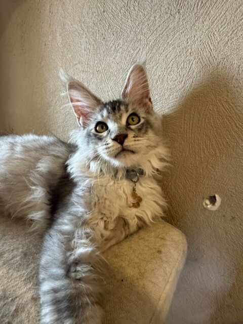 Chaton Maine Coon LOOF &agrave; vendre 1500 03440 Chavenon