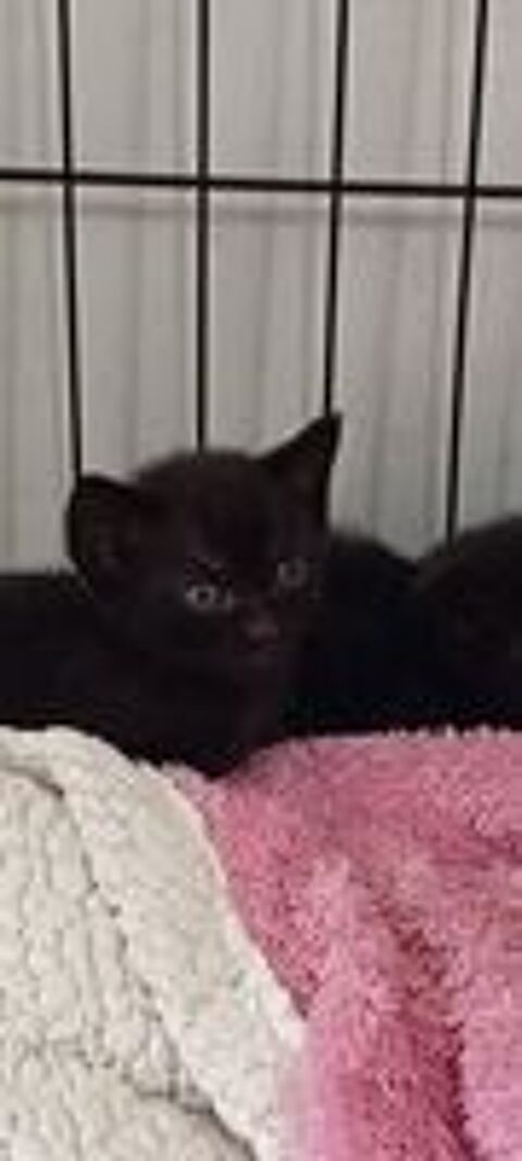   Chat AZZARO à l adoption 