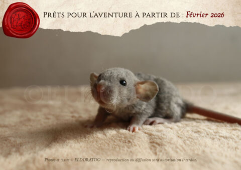 Adorables rats ?? bient&ocirc;t adoptables 25 15000 Aurillac