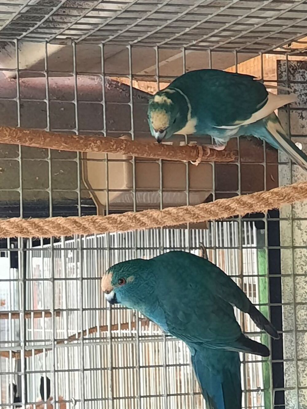   Kakariki MÂLES x 2 , 1 turquoise et 1 turquoise panaché  