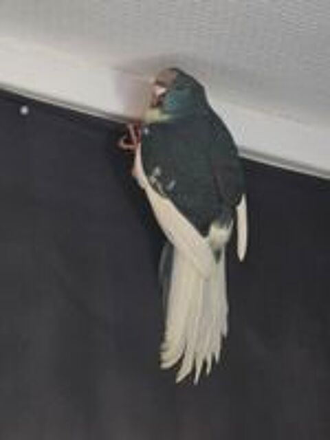   3 kakarikis a céder, 2 mâle et une femelle  