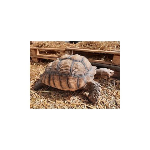 Tortue sillonne 35136 Saint-jacques-de-la-lande