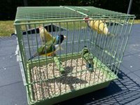  Diamants de Gould 