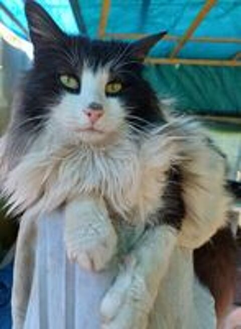   Bbs chatons norvégien/angoras turc  