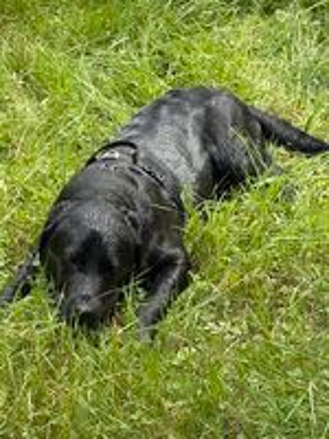   jeune labrador lof de 9 mois  