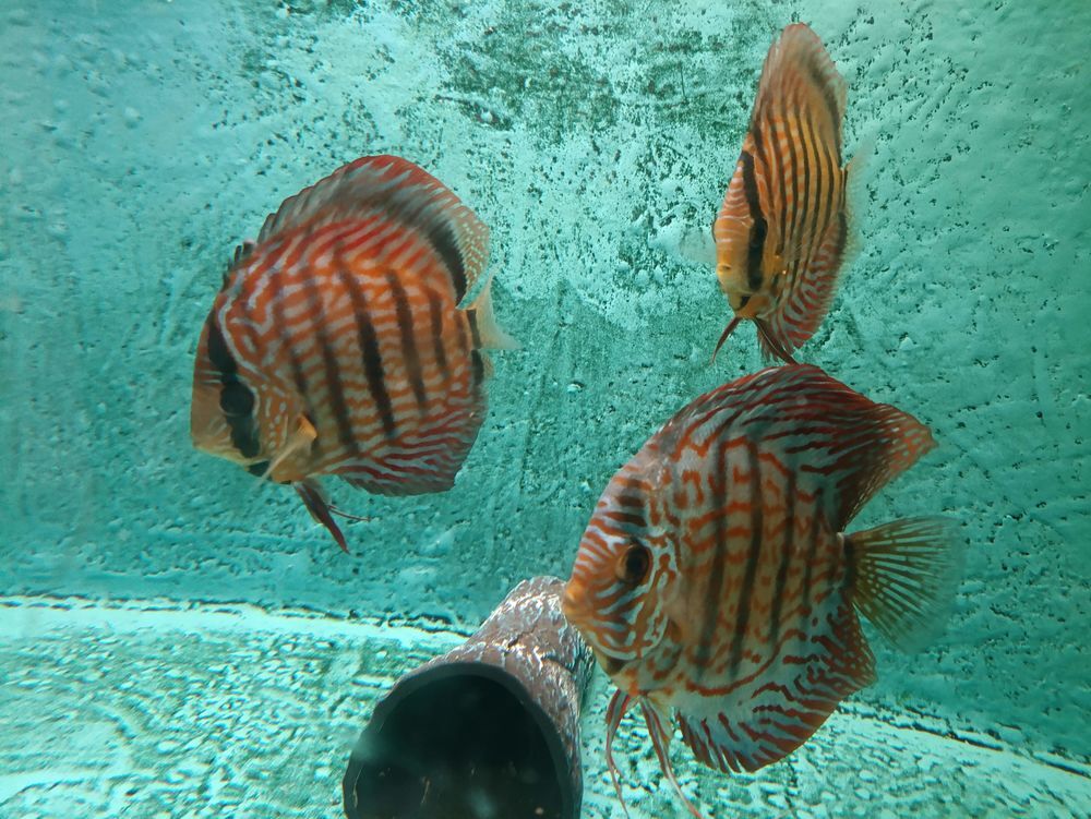   Discus  