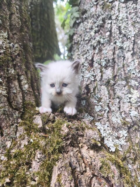 Chaton sacr&eacute; de Birmanie femelle LOOF 1200 85310 Chaill�-sous-les-ormeaux