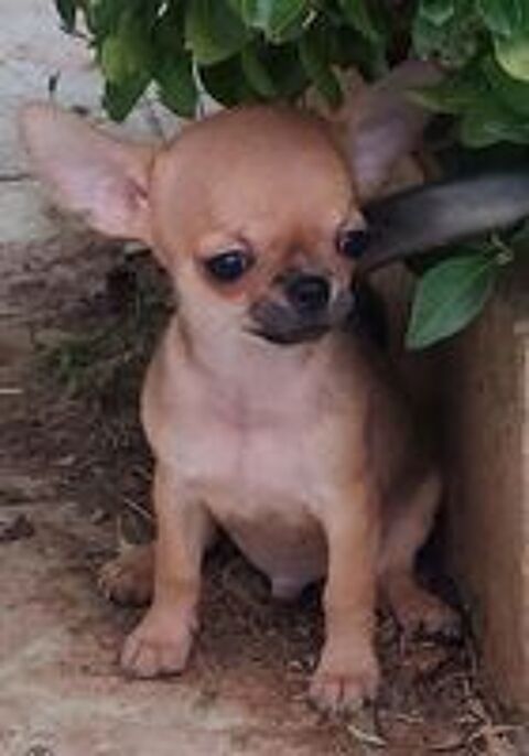   Superbes Chiots Chihuahua mâles et femelles 