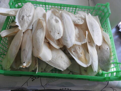 os de seiche 1kgs 6 35410 Domloup