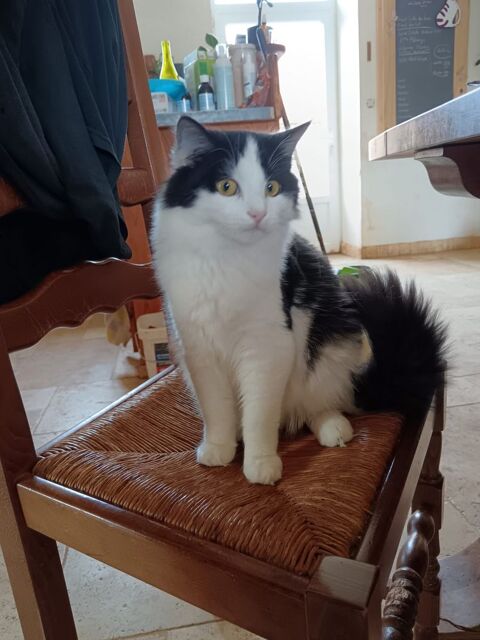 Wakan, chat noir et blanc &agrave; adopter 200 18210 Bessais-le-fromental