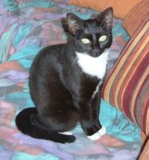   FREYA un petit amour proche de l humain  