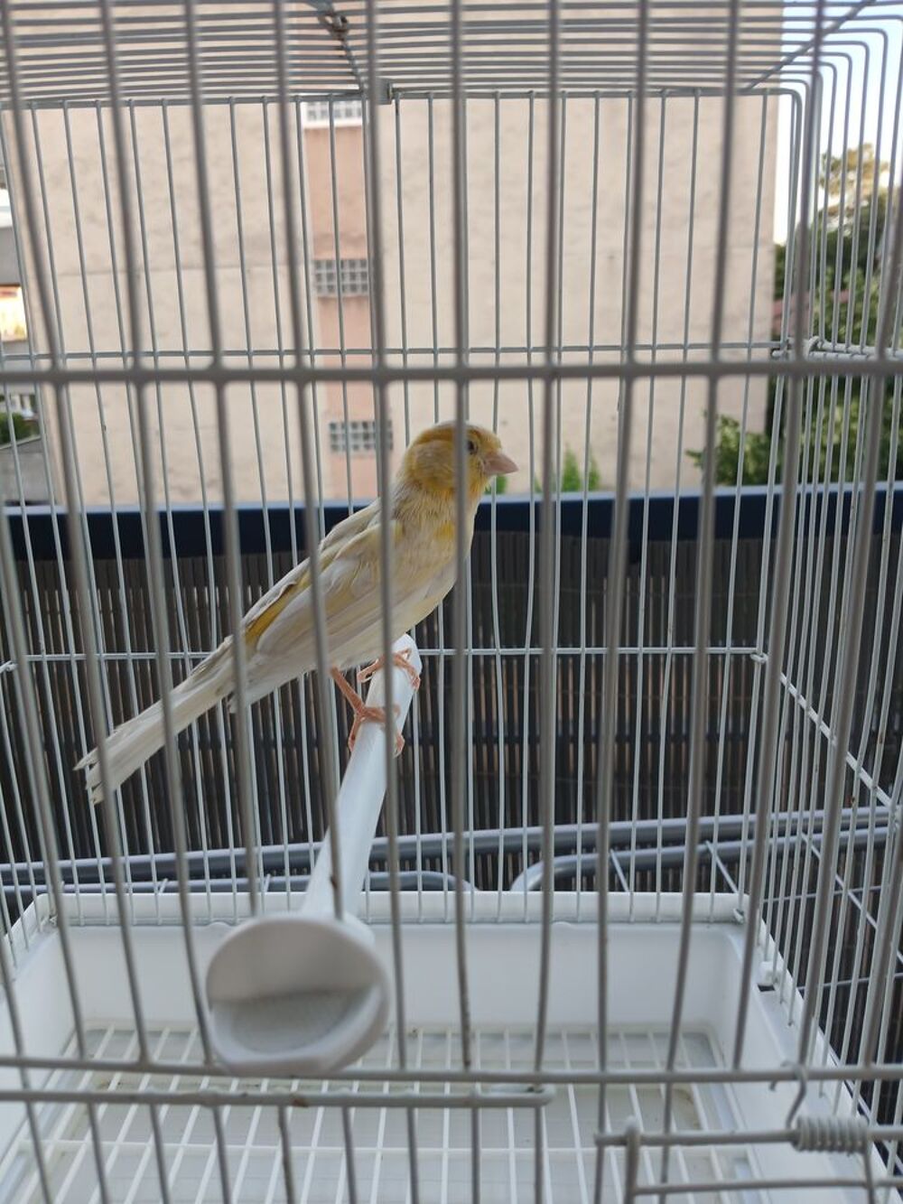   Canaris males et femelles 