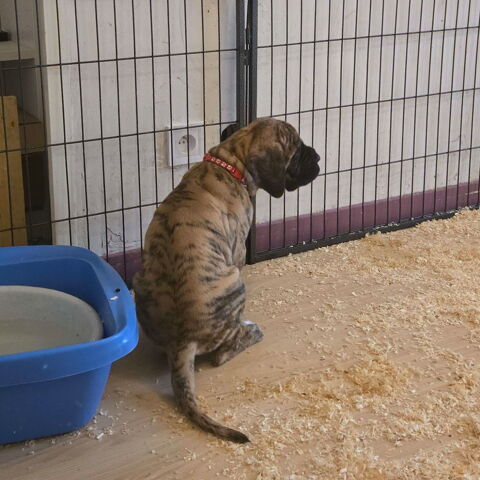 Chiots dogue allemand 1200 83136 N�oules