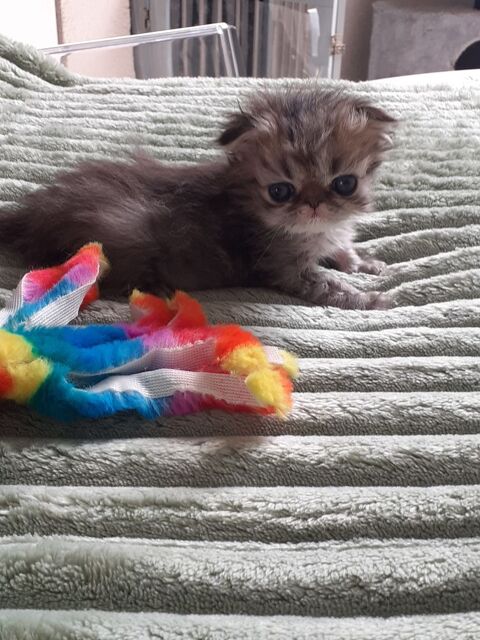 Chaton Persan
1080 67240 Gries