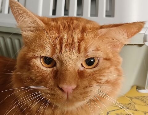 Adorable chat à placer 0 75014 Paris
