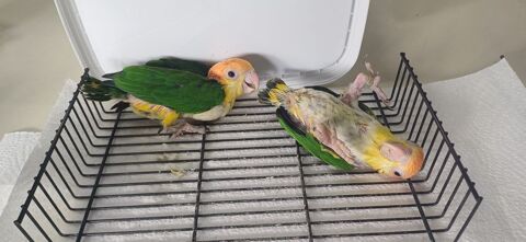 caique tete orange cuisse jaune de 2025 83000 Toulon