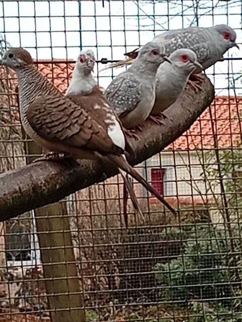 Colombes diamant et tourterelle blanche et grise 1 85130 La verrie