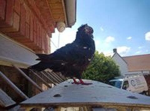   Pigeons pur race 
Sottobanca 
Cauchois  