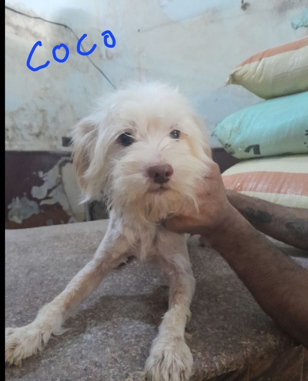   COCO MLE NON CASTR 2ANS1/2 A SAUVER D'GYPTE ADOPTION SEULEMENT  
