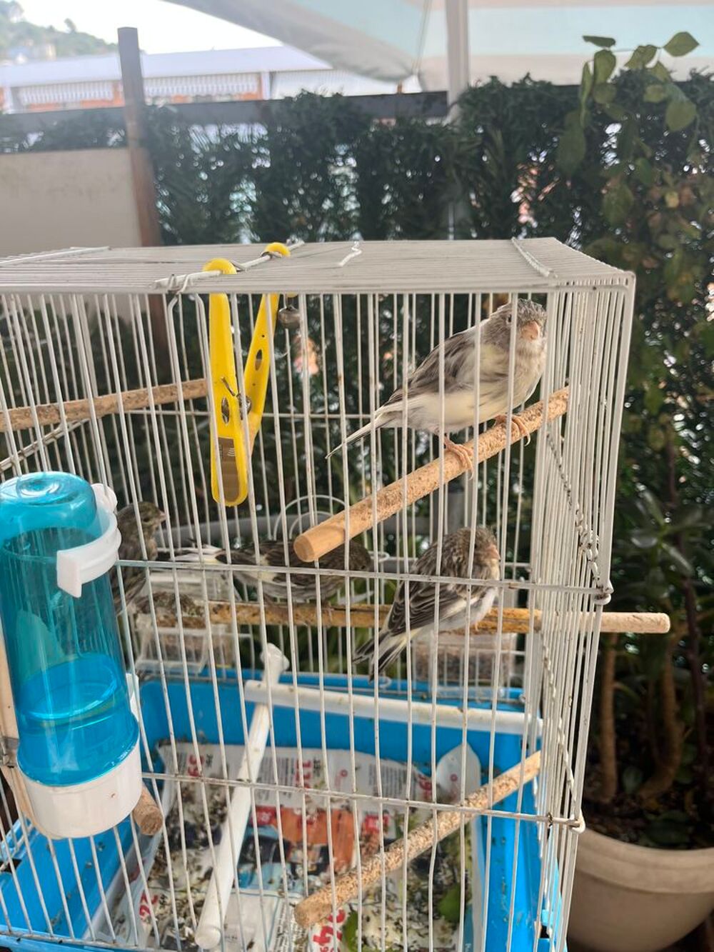   Canaries, oisillons 2 à 5 mois  