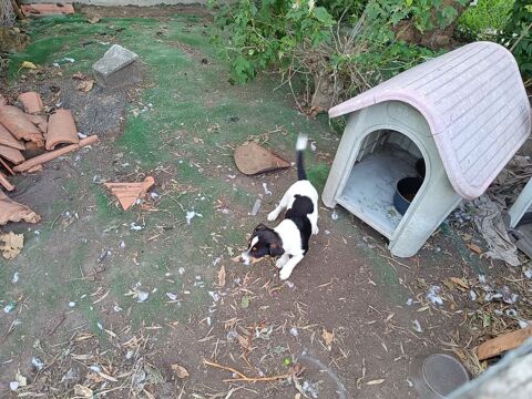 chiot 600 40290 Estibeaux