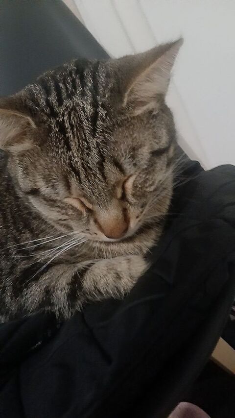 Chat tigré européen 0 69009 Lyon