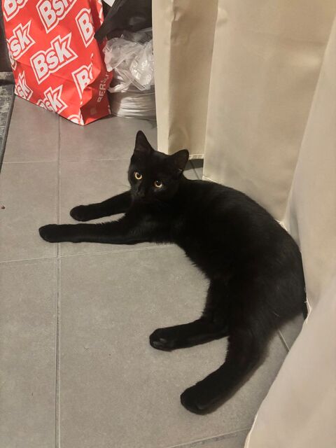 Chat de 6mois &agrave; donn&eacute;e 0 69290 Craponne