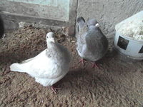   pigeons texan ns en 2024/2025. 