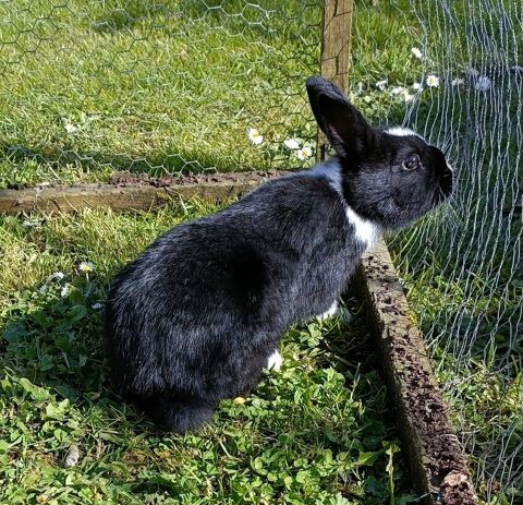 Lapin nain m&acirc;le 0 17250 La vall�e