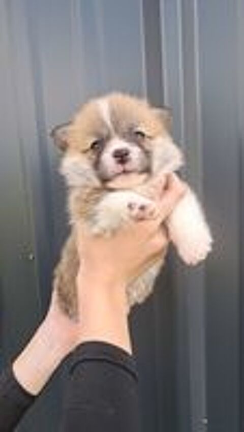   Welsh corgi pembroke lof 