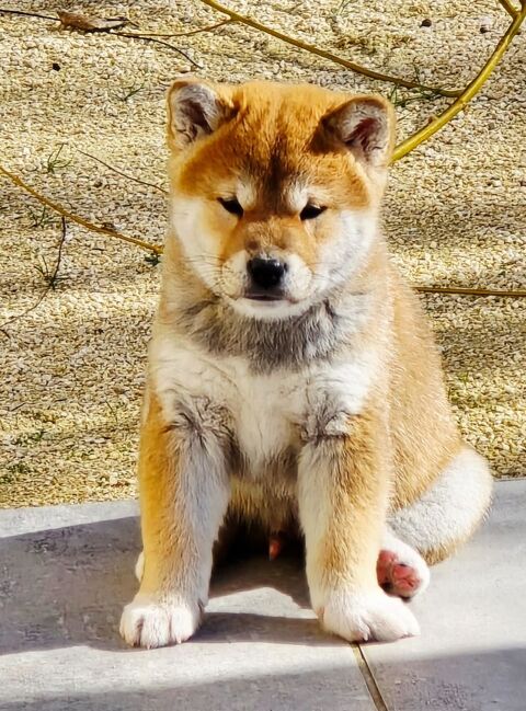 Chiot Shiba Inu 900 34570 Saussan