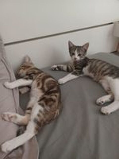   Dino & Mistrigri  2 frérots à adopter ensemble 