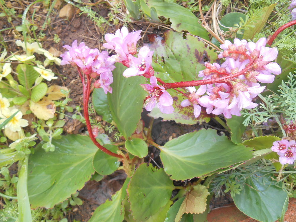 Bergenia vivaces par 5 pieds Jardin